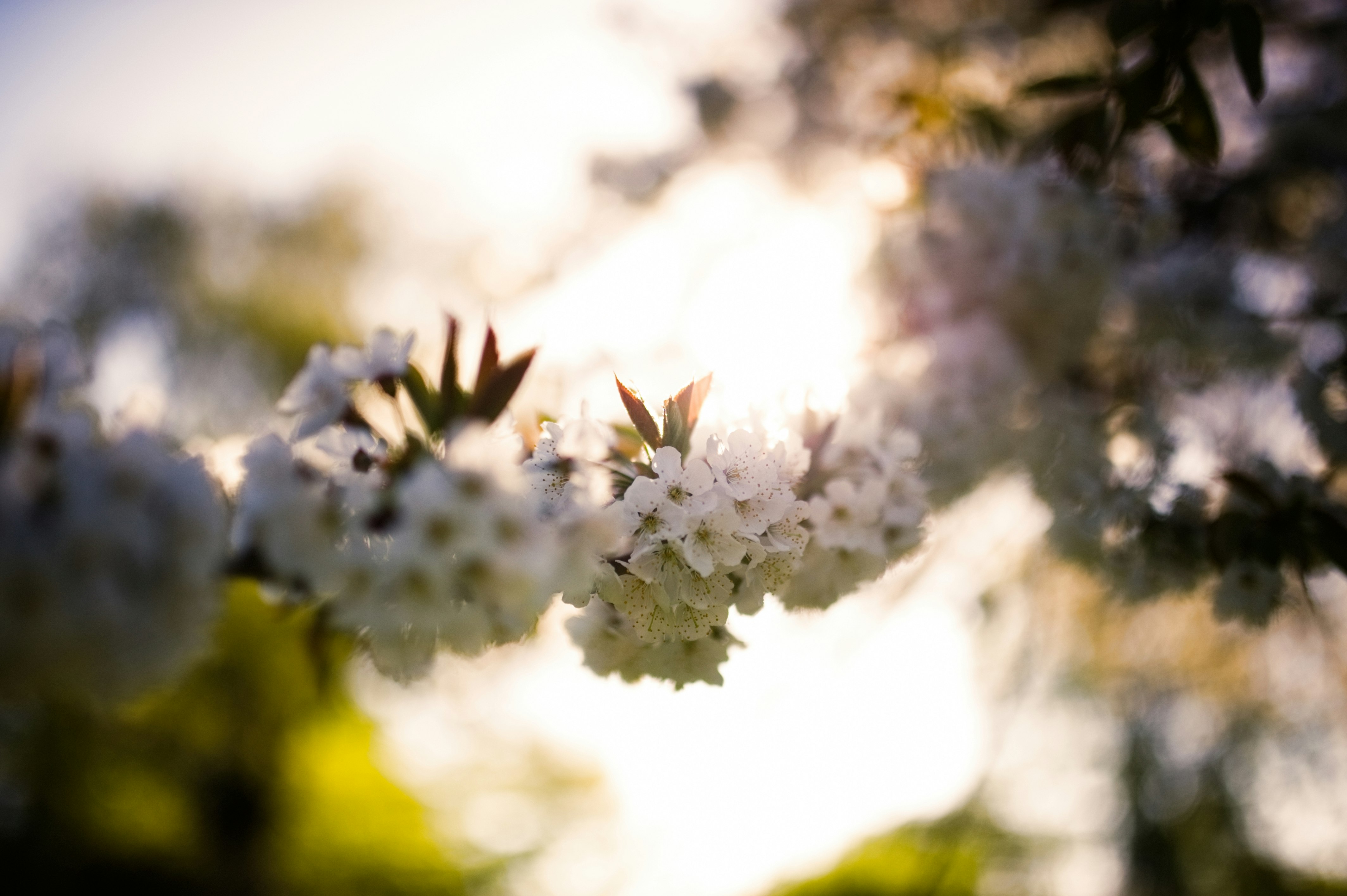 white flower in tilt shift lens